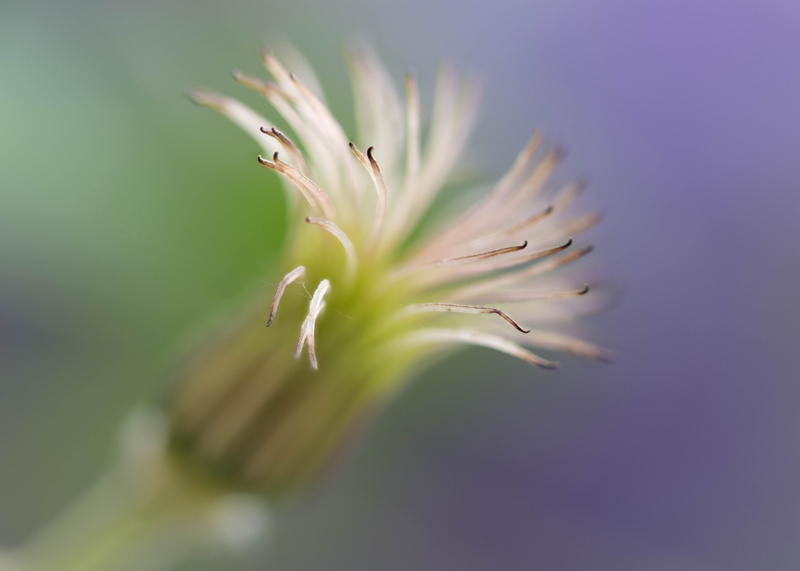 Zerene, floral, 4K, flowers, plant, Colorado, beige, Gone, leaf, photography, macro photography, head, macro, flower, Stacker, seed, nature, closeup, Focus Stacking
