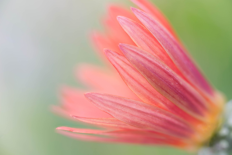 daisy, shallow, flower  flower, closeup, shallow focus, focus stacking, Stacker, pink Color, floral, daisies, 5K, focus, petal, flower Head, Zerene, nature