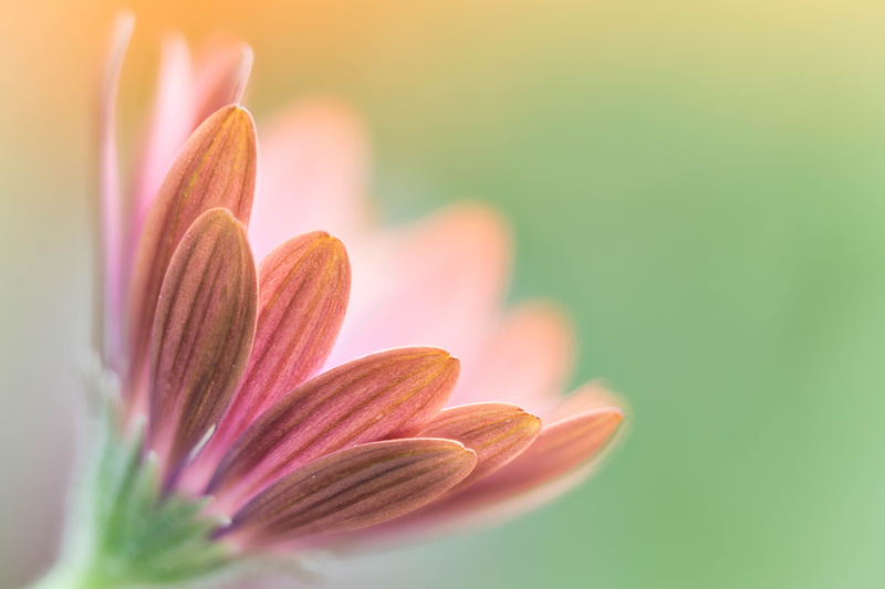 Denver Botanic Gardens, close-up, pink, beauty In Nature, petal, African Daisy, daisy, daisies, Colorado, floral, close, flower Head, petaled, macro, nature