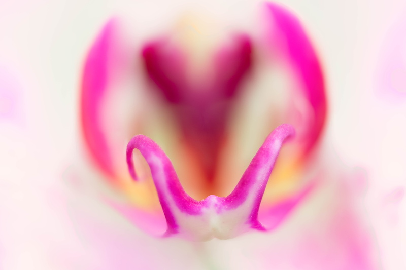 floral, Denver Botanic Gardens, petal, macro, macro photography, moth, orchids, flower, white Moth, flower Head, Moth Orchid, 5K, orchid, photography