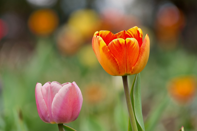 focus stacking, pink, Stacker, nature, petal, 5K, springtime, closeup, orange, floral, Zerene, flowers, multi Colored, outdoors, plant, red, spring, season