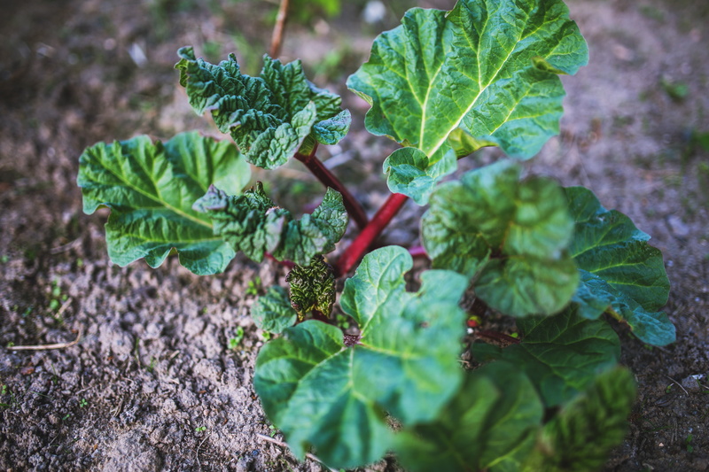 plant part, 5K, field, rhabarbarum, community garden, wellbeing, farm, natural, day, healthy eating, photography, leaf, spring, daytime, outdoors, young