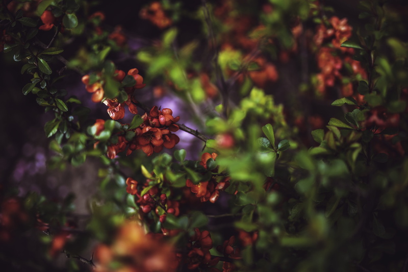 plant, freshness, leaf, close-up, green, leaves, growth, outdoors, orange, no people, young, tree, wellbeing, nature, quince, 5K, cydonia oblonga, ripe