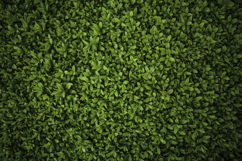 day, 5K, privet, directly above, plants, beauty in nature, hedge, lush foliage, outdoors, leaf, abundance, close-up, growth, ligustrum, freshness, closeup