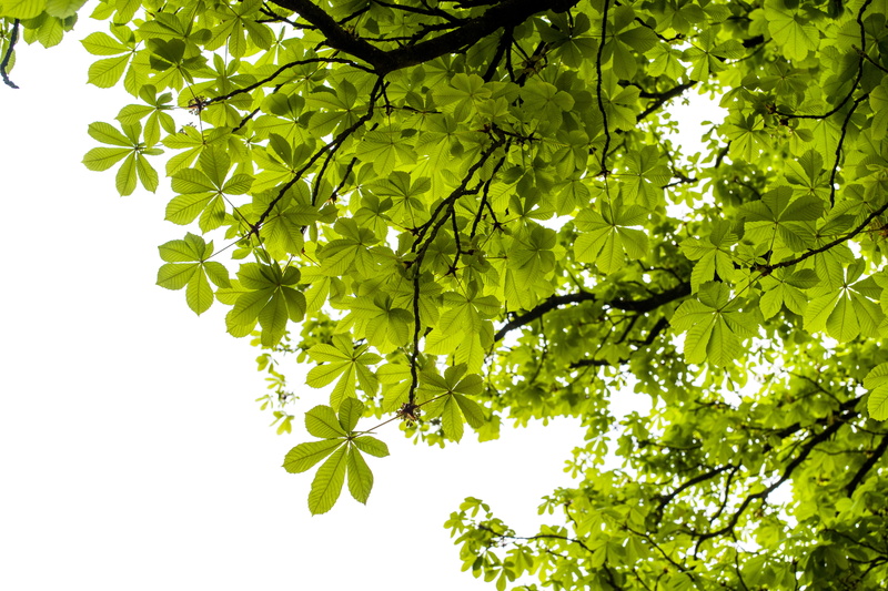 lush foliage, low angle view, sunlight, fresh, beauty in nature, tranquility, up, sky, tree, roof, backgrounds, young, 4K, freshness, plant, day, leave