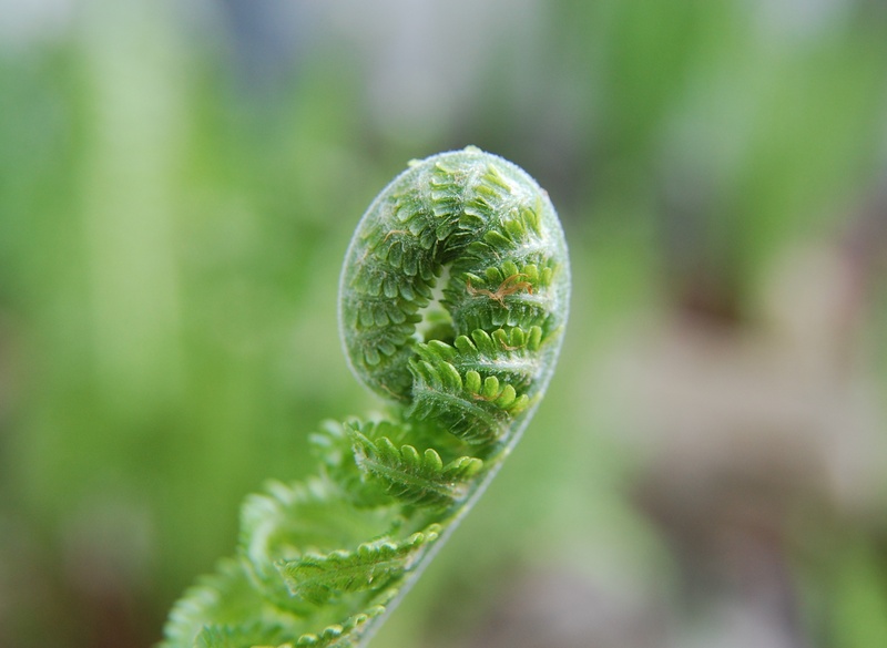 fern plant, fern, green color, spring, 2K, vulnerability, no people, beauty in nature, extreme close-up, plant part, selective focus, unfold, leaf, dew
