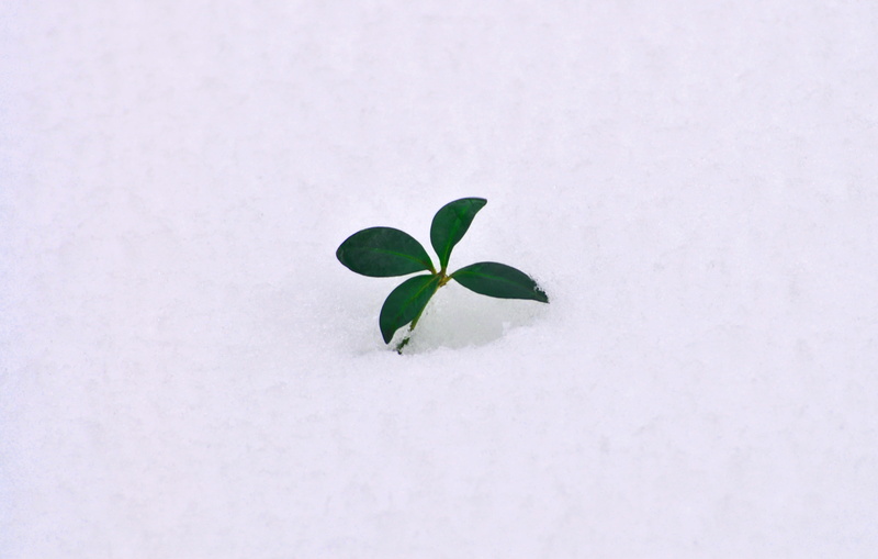 petal, blossom, spring, young, outdoors, symbol, hail, leaf, frost, freshness, snow, nature, growth, ice, no people, fragility, land, winter, day, studio shot