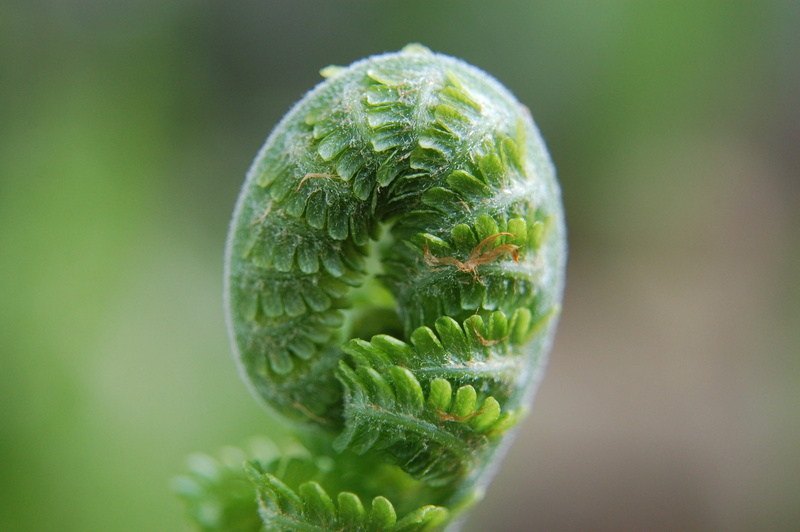 spring, extreme close-up, food, Green, healthy eating, close-up, wellbeing, freshness, selective focus, no People, Fern, focus on foreground, green Color