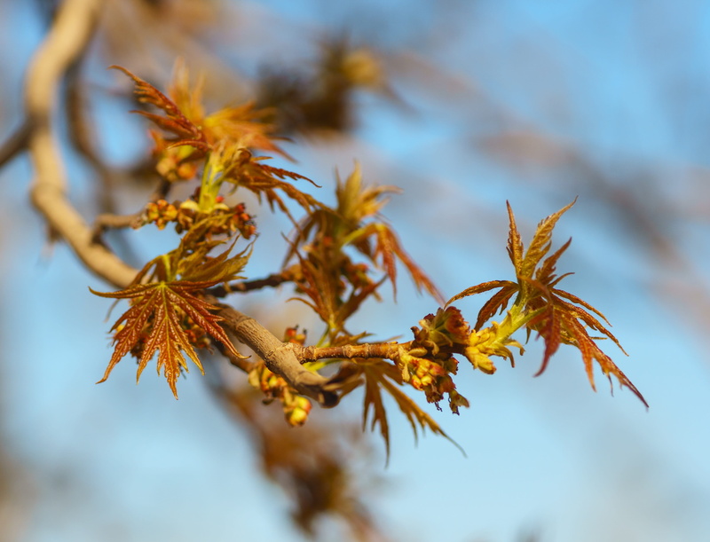 young, dried, season, closeup, Leaves, day, sky, beauty in nature, greens, autumn, change, maple, brown, Maple, tree, branch, forest, selective focus, yellow
