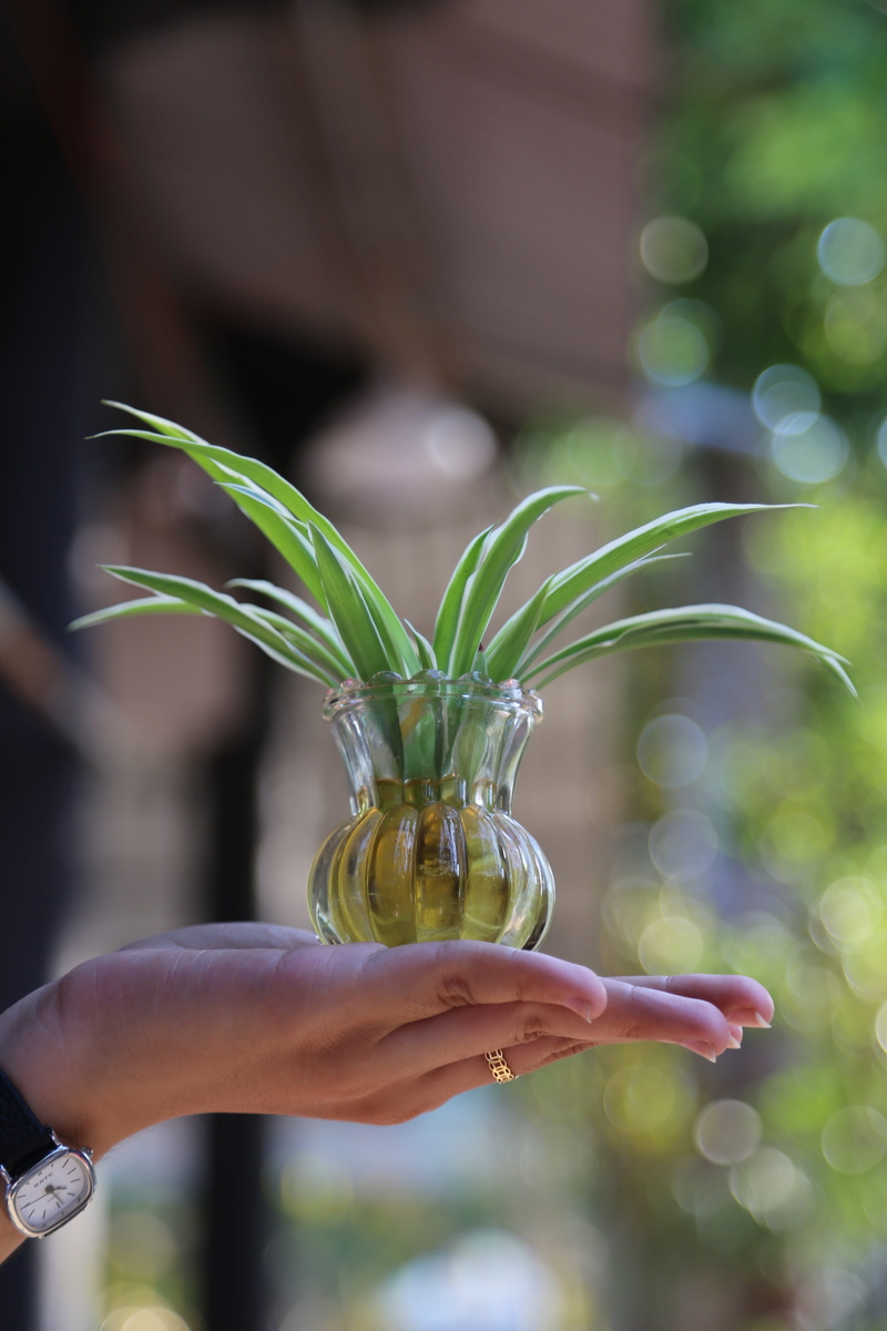 personal perspective, day, leaves, green, spring, hope, human body part, human limb, close-up, lifestyles, one person, human hand, plant, food, bamboo