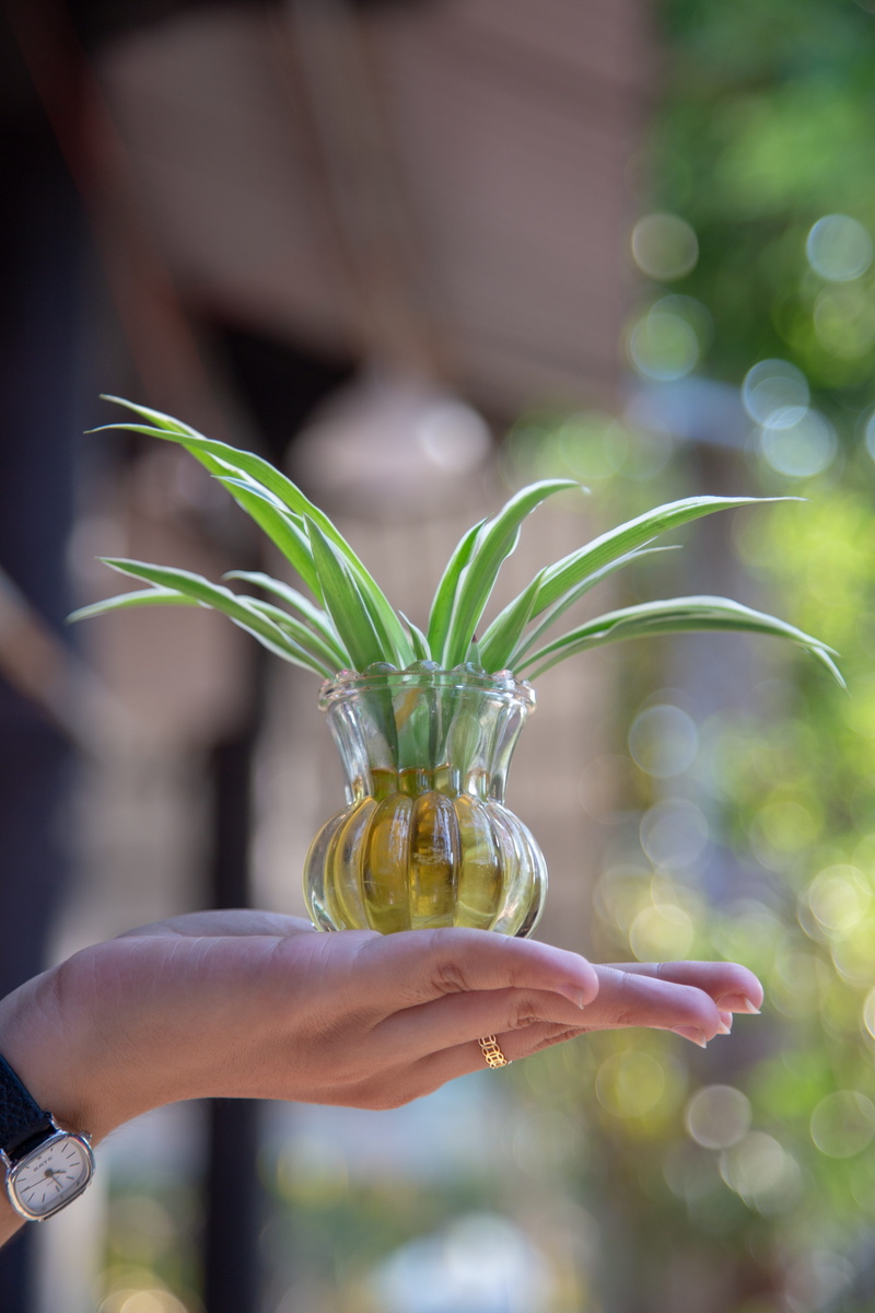 hand, fresh, natural, nature, seedling, young, bud, garden, focus on foreground, sprout, plant, hope, finger, life, green, day, leisure activity, real people