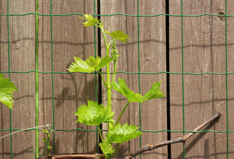 spring, young leaves, barrier, green color, boundary, nature, food and drink, the grain, outdoors, growing, fence, wood - material, brown, leaf, no people