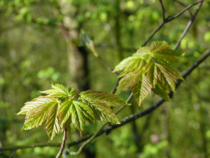 nature, maple leaves, green color, no people, pine tree, botany, tree, time of year, outdoors, spring, branch, close-up, leaf, food, 2K, plant, young leaves