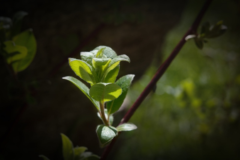 green leaves, 1080P, outdoors, vulnerability, plant part, leaf, young leaves, beginnings, light and shadow, leaves, sunlight, close-up, focus on foreground
