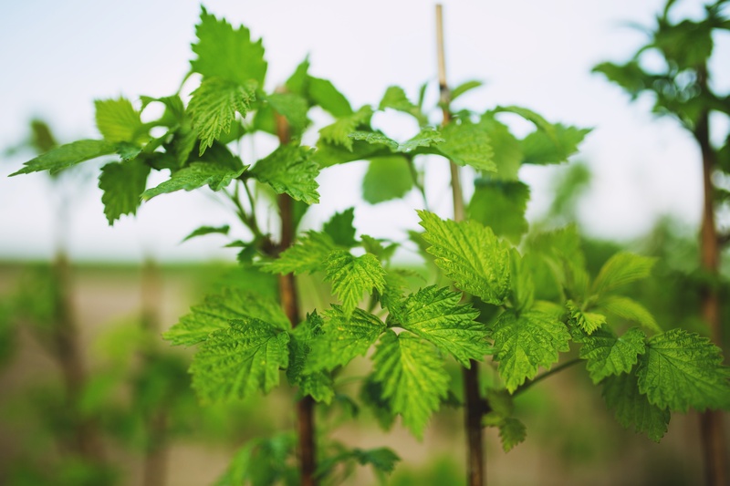 raspberry, nature, green color, young, tranquility, focus on foreground, growth, herb, 5K, fragility, natural, plant, leaf, food, beauty in nature, close-up