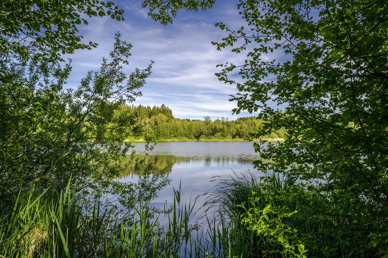 old tree, birch, scenics - nature, landscape, tranquility, nature, lake, stem leaves, summer, green, wood, bark, beauty in nature, leaf roof, plant, parks