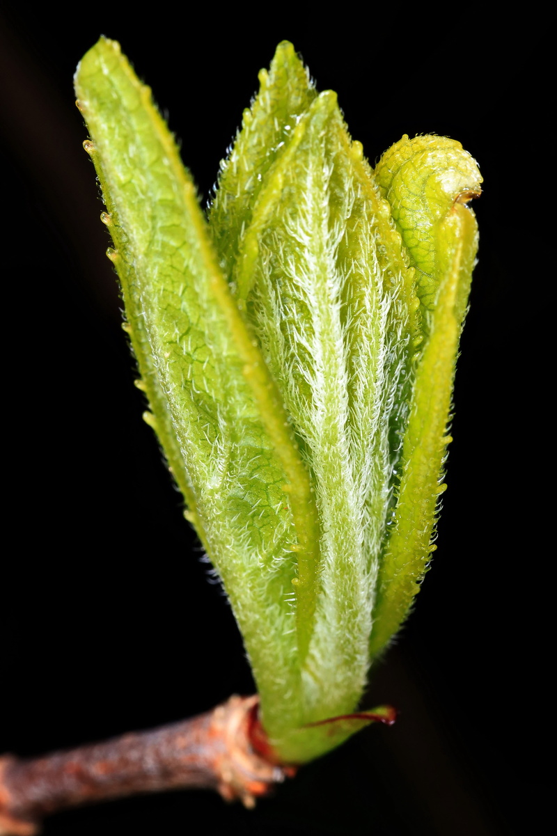 hope, seedling, scion, grow, young, 5K, awakening, leaves, healthcare and medicine, herb, indoors, food and drink, new, cut out, food, nature, purity