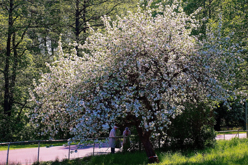 outdoors, park - man made space, love, grille, sweethearts, growth, fence, one person, spring, leaves, outside, couple, day, blossom, real people, women
