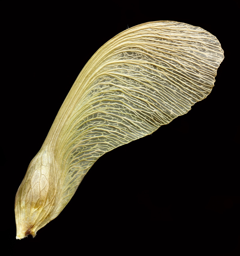 pattern, no people, brown, wings, beauty in nature, biology, cut out, still life, indoors, maple seeds, yellow, shape, natural pattern, maple, one animal