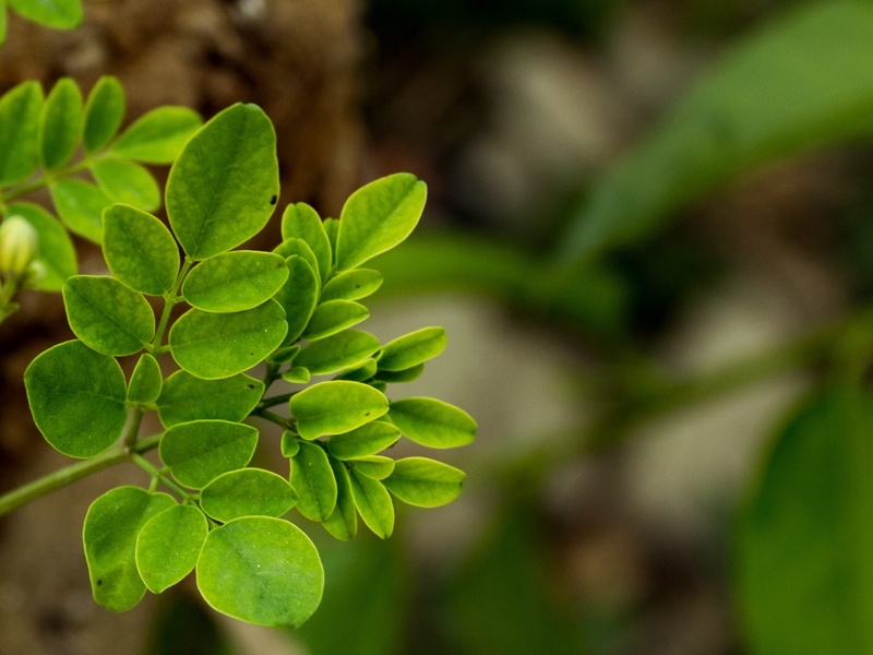 growth, clover, garden, green, close-up, focus on foreground, tree, environment, summer, fresh, plant part, Small, Leaves, selective focus, bright, texture