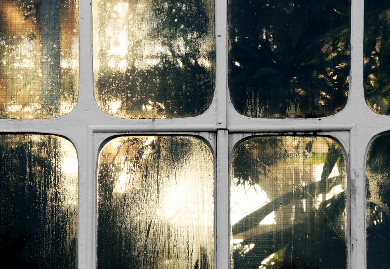 nature, mode of transportation, palnt, white, glass, botanic, window frame, tree, backgrounds, sunlight, no people, window glass, indoors, botanical, window light