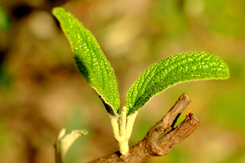 freshness, close-up, fresh green, beauty in nature, close, growth, fresh leaves, hairy, young, beginnings, plant part, blossom, green Color, bud, boy shoots