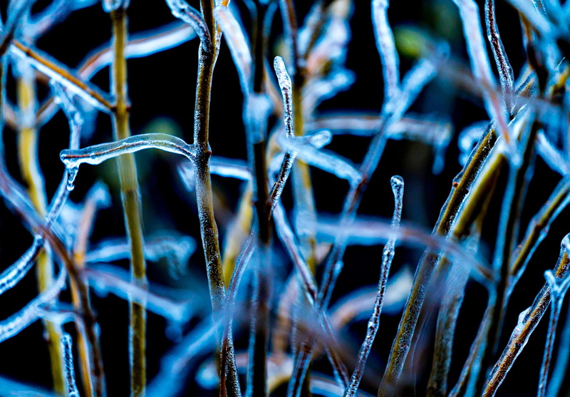 backgrounds, 2K, twig, no people, close-up, macro, nature, palnts, full frame, plant, beauty in nature, focus on foreground, selective focus, ice storm