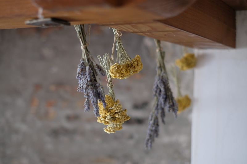 selective focus, croatia, frozen, cold temperature, split, environment, italian, close-up, 5K, ice, hanging, snow, plant, outdoors, beauty in nature, winter