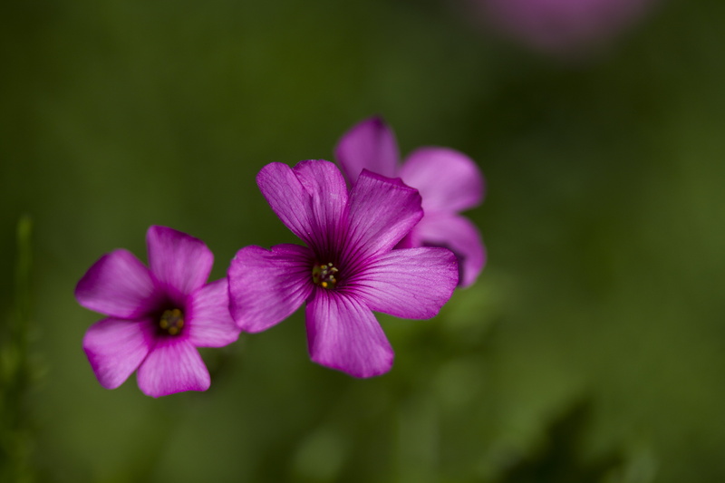 scenery, summer, flower Head, flower, Manic, UK, petal, close-up, next door, 5K, beauty In Nature, purple, flowers, pink, nature, Peterborough, Valentine