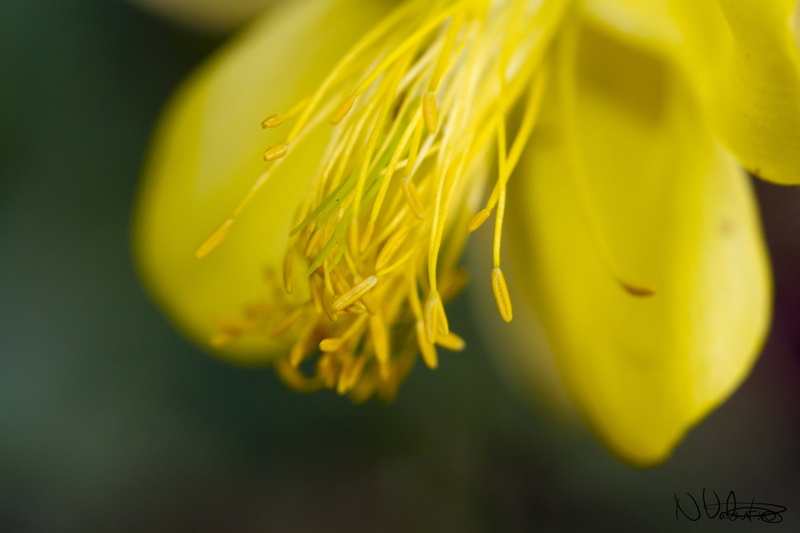 springtime, petaled, Macro, Valentine, Aquilegia, UK, flower, nature, closeup photography, Peterborough, Yellow, petal, photography, 5K, close-up, mellow