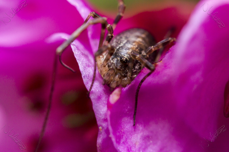 flower, pink, macro photography, spider, 60mm, photography, UK, Canon 7D, macro, brown, Manic, close-up, insect, Arachnid, Outdoors, Valentine, 5K, USM