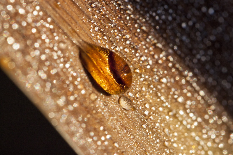 4K, wet, amber, board, UK, bead, brown, close-up, Valentine, droplet, macro, water, drop, backgrounds, wooden, water droplet, Manic, shiny, Peterborough