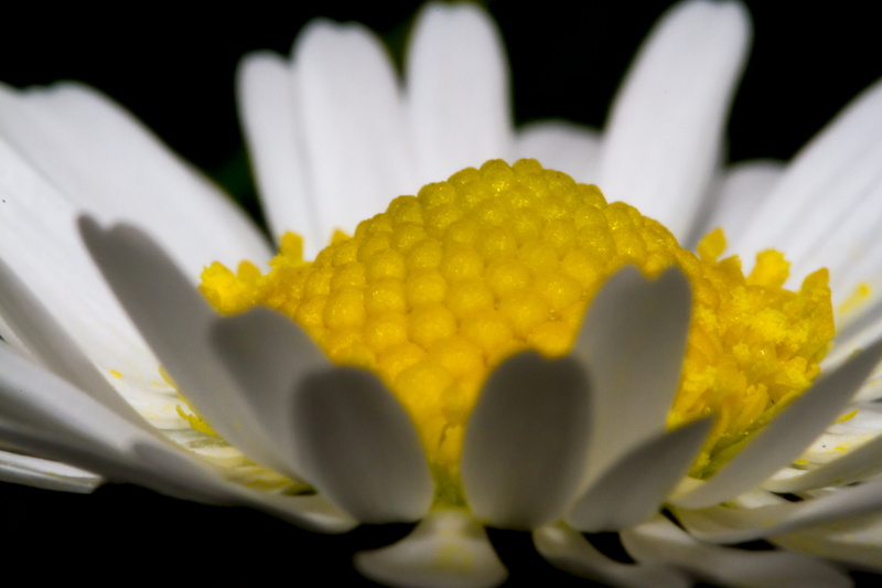 yellow, Daisy, nature, UK, macro Photography, flower, 5K, plant, petal, Damn, Manic, white, Peterborough, summer, Valentine, close-up, macro, photography