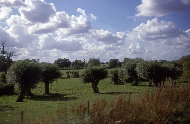beauty in nature, peterborough, sky, scenics - nature, growth, field, 4K, grass, tree, sunlight, green color, united kingdom, england, environment, plant