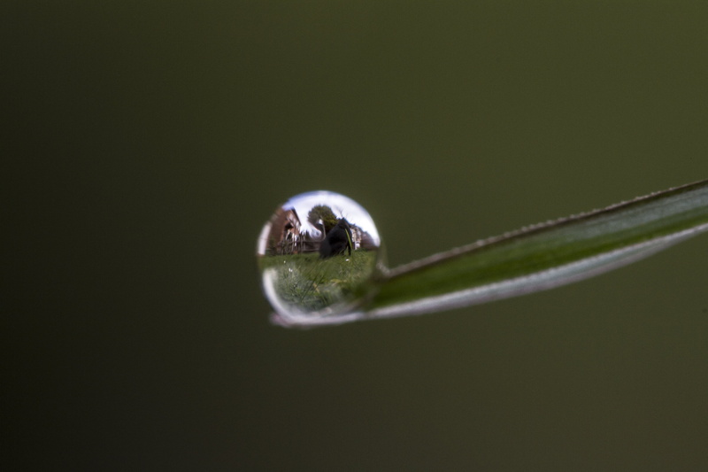 nature, liquid, rain, water, drop, green Color, Manic, Valentine, Micro, UK, Peterborough, 5K, photography, reflection, dew, wet, leaf, freshness, raindrop