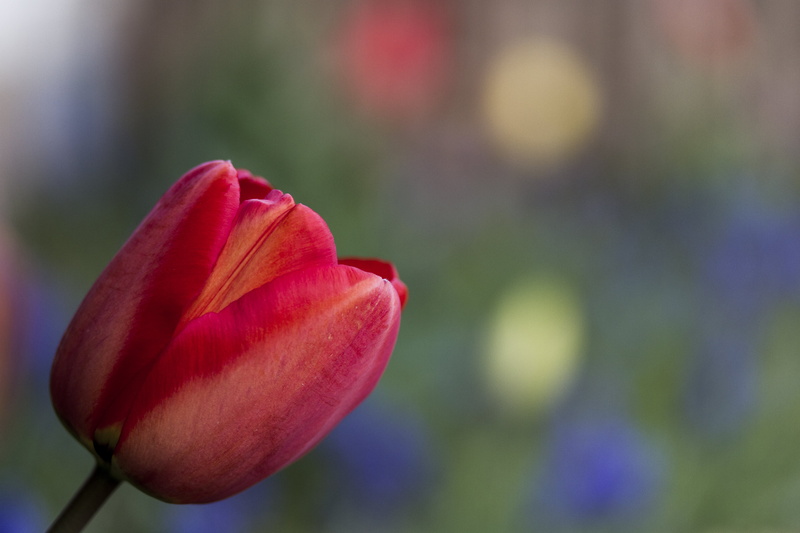 pink, Manic, close up photography, flower Head, yellow, blue and green, springtime, nature, petal, 5K, pink Color, Peterborough, flower, plant, close