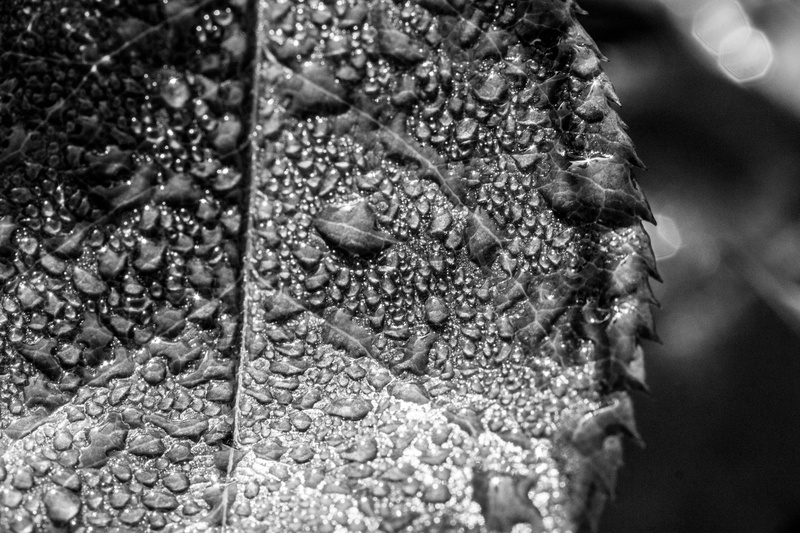 droplet, grayscale, water droplet, nature, UK, water, edge, close up, photo, 4K, pointed, macro, close-up, close, Peterborough, Valentine, thawed, frost