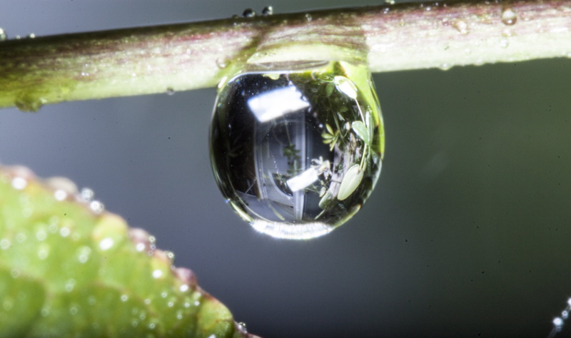 bubble, rain, freshness, drop, UK, Peterborough, 4K, nature, shot, water droplet, leaf, Manic, raindrop, transparent, droplet, water, close, drip, Door
