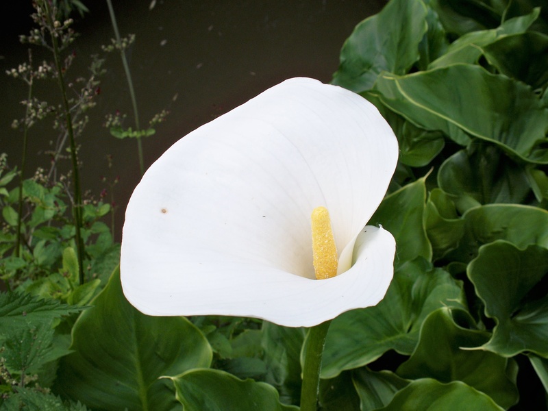 pollen, plant, day, growth, inflorescence, plant part, white color, green color, flower head, vulnerability, freshness, leaf, no people, calla lily, outdoors