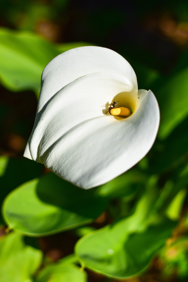 flowering plant, no people, bee, outdoors, environment, animal themes, beauty in nature, green, inflorescence, one animal, flower head, animal wildlife