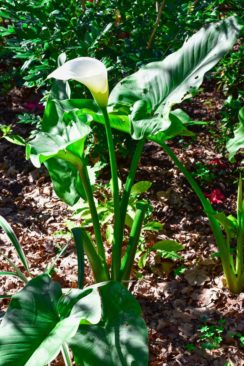 plant part, leaf, petal, vulnerability, gardening, freshness, fragility, outdoors, day, flower, sunlight, land, green color, white, arum lily, close-up