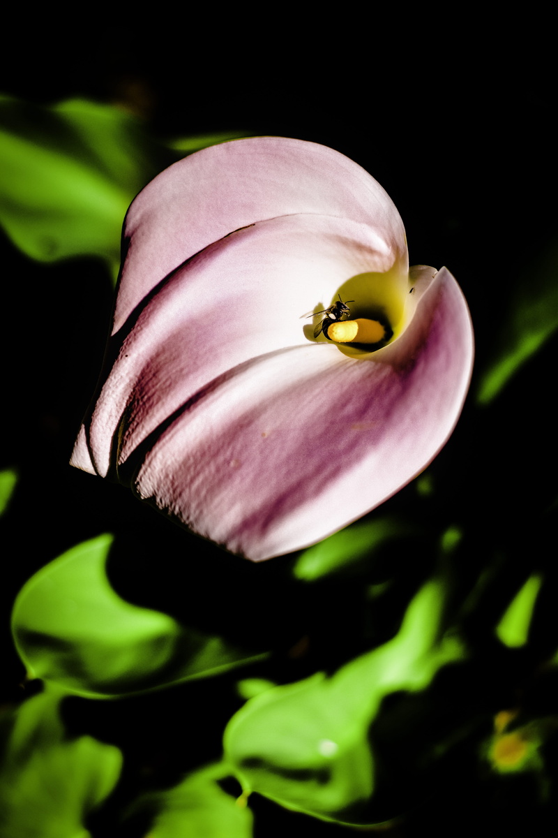 animals in the wild, beauty in nature, animal themes, flowering plant, plant, bee, pollination, insect, nature, 5K, purple, close-up, petal, fragility