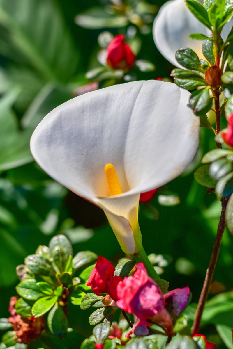 flower, plant, day, close-up, growth, beauty in nature, flower head, pollen, no people, arum lily, green, floral, white color, freshness, nature, leaf