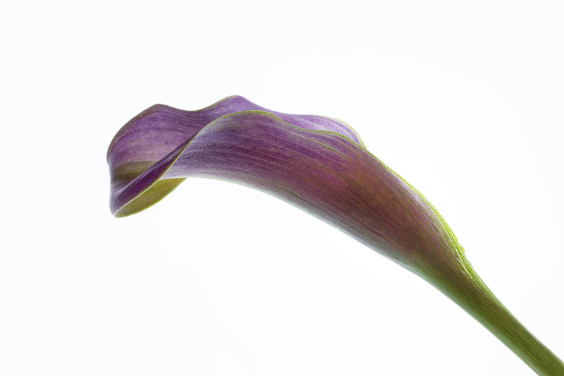 purple, Dragon Arum, dragon, close-up, calla, floral, arum, Lily  flower, backgrounds, nature, flowers, flower, plant, macro, leaf, 5K, purple Dragon