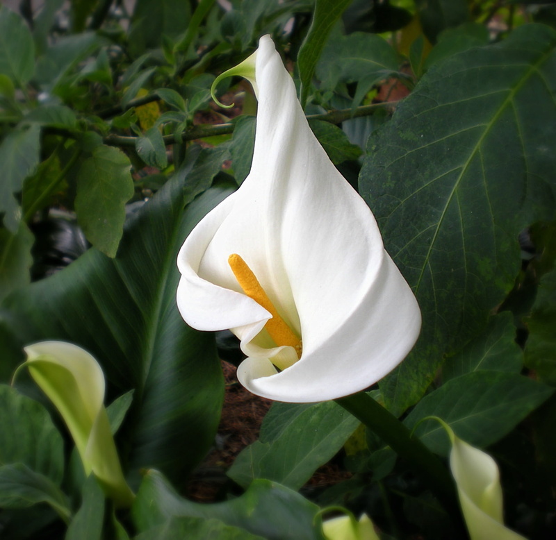 floral, bloom, white, flowering plant, green, lilly, leaf, stem, flower, romantic, garden, no people, inflorescence, 1080P, nature, calla, green color