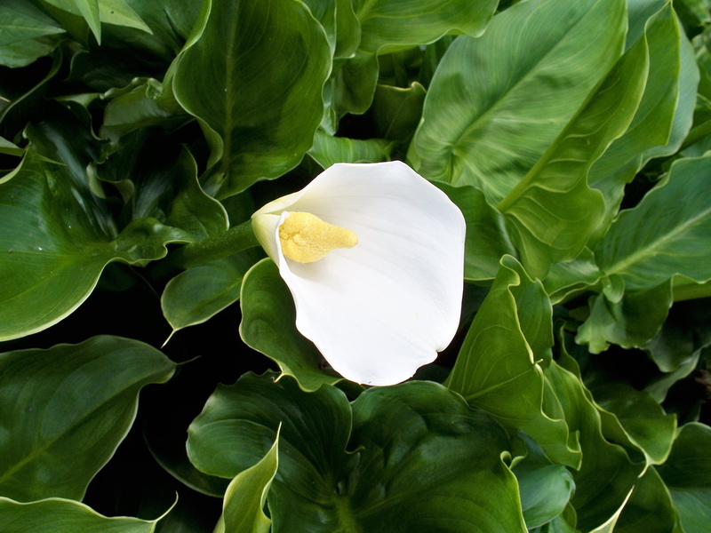 close-up, outdoors, petal, white, green leaves, green color, growth, flower, flower head, beauty in nature, 2K, plant, inflorescence, white color, no people