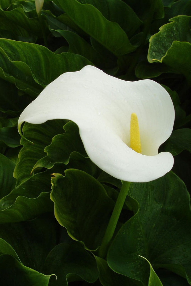 arum, fragility, plant, plant part, petal, calla lily, garden, flower, flowering plant, 720P, day, beauty in nature, outdoors, white color, vulnerability