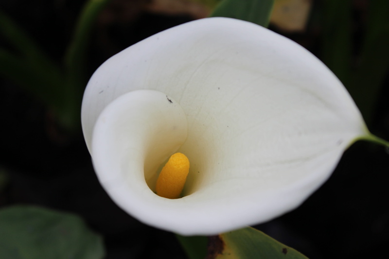 arum, inflorescence, plant, day, fragility, flowering plant, flower head, outdoors, petal, growth, focus on foreground, white flower, lily, close-up, nature