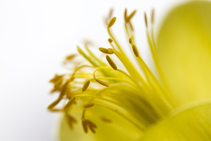 macro photography, Yellow, day, 5K, Flower, photography, UK, freshness, macro, plant, Canon  7D, Manic, Today, Aquilegia, close-up, Valentine, Peterborough