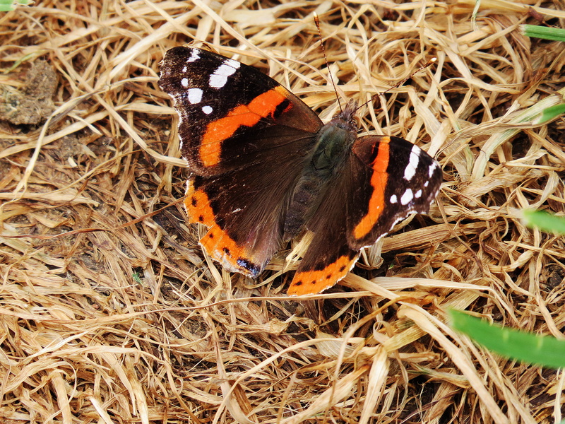4K, animal Wing, UK, butterfly, butterfly - Insect, nature, Red Admiral, Manic, Admiral  brown, brown, animal, orange, grass, insect, Peterborough, brown and orange